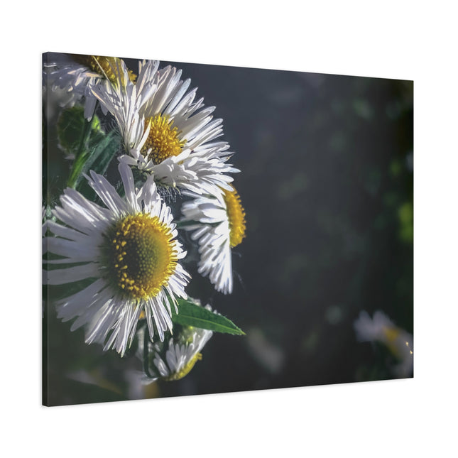 Décoration murale florale - Toile mate tendue avec motif marguerites