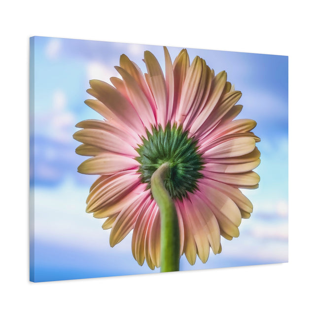 Décoration murale florale sur toile – Gerbera rose pour la maison et le bureau 