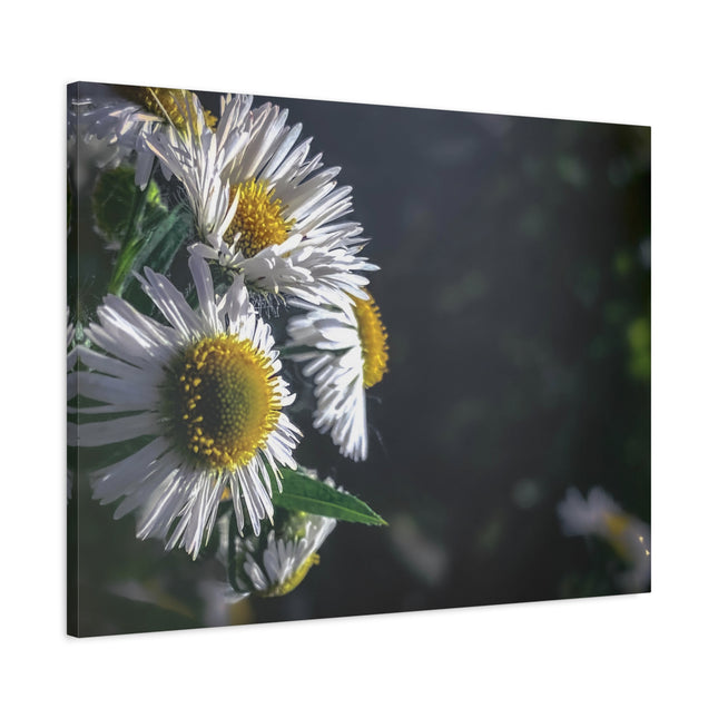 Décoration murale florale - Toile mate tendue avec motif marguerites