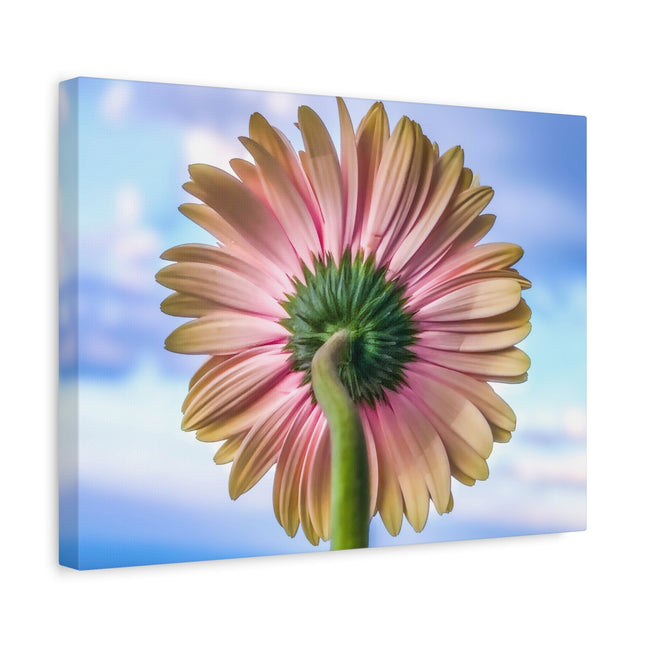 Décoration murale florale sur toile – Gerbera rose pour la maison et le bureau 