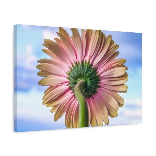 Décoration murale florale sur toile – Gerbera rose pour la maison et le bureau 