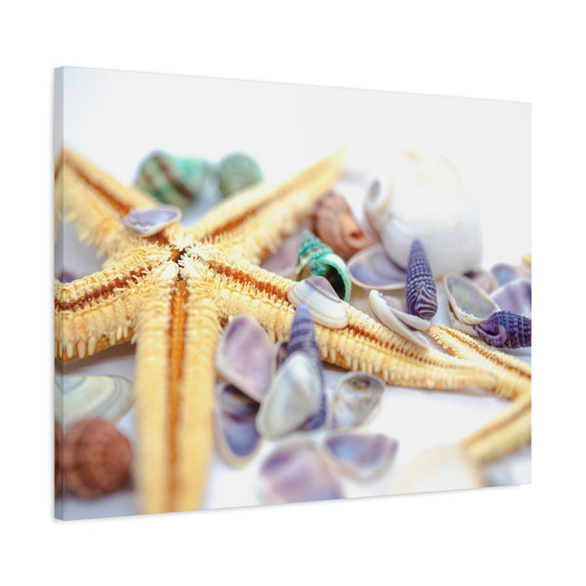 Impression sur toile décorative côtière - Étoiles de mer et coquillages - Décoration murale de plage