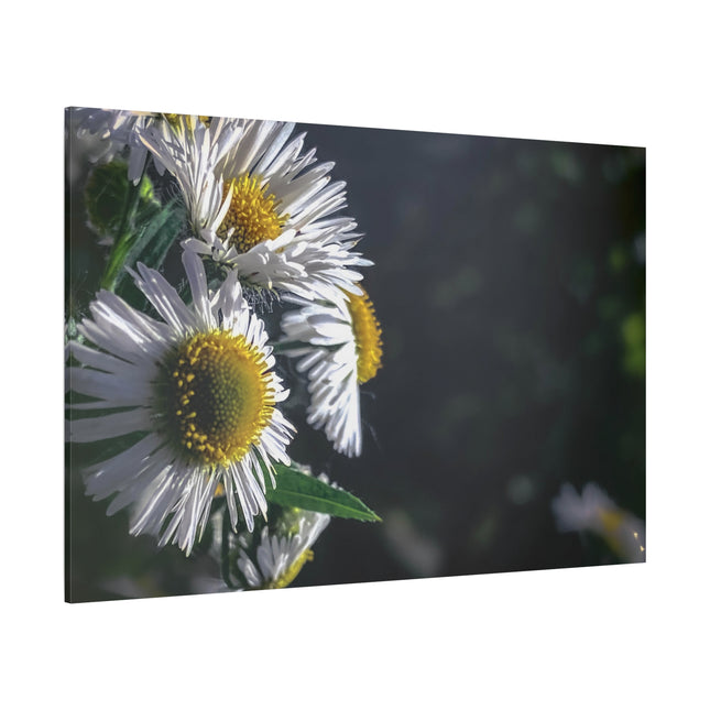 Décoration murale florale - Toile mate tendue avec motif marguerites