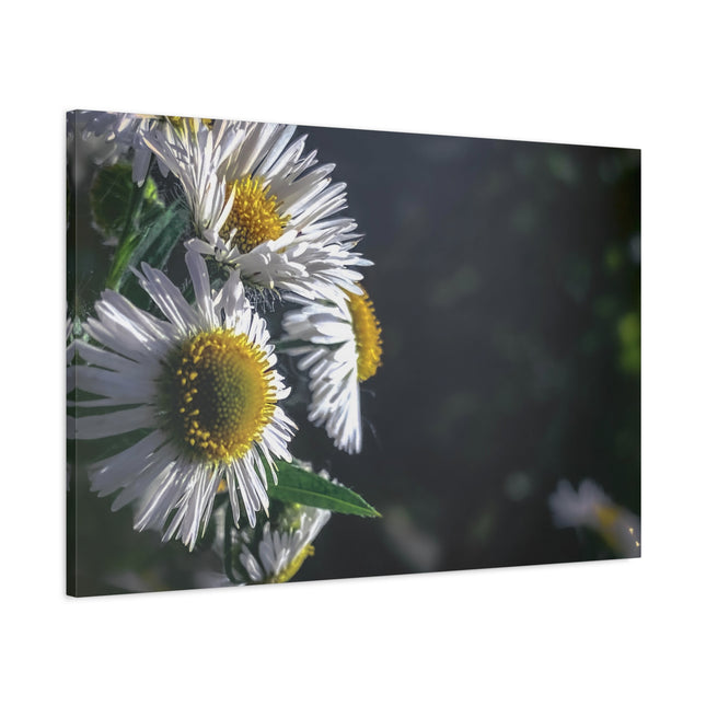 Décoration murale florale - Toile mate tendue avec motif marguerites
