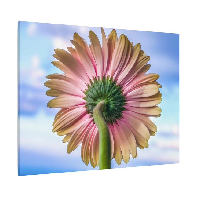 Décoration murale florale sur toile – Gerbera rose pour la maison et le bureau 