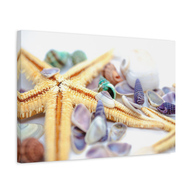 Impression sur toile décorative côtière - Étoiles de mer et coquillages - Décoration murale de plage