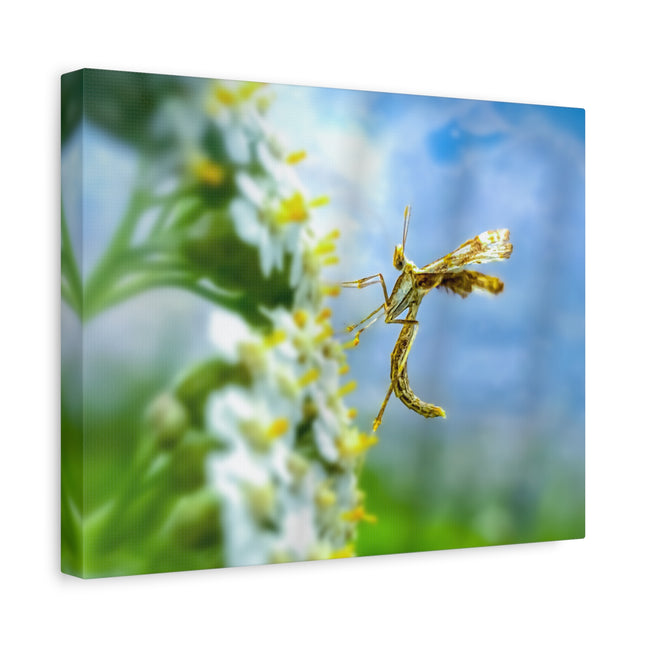 Toile d'art sur les insectes : une décoration murale unique pour la maison 