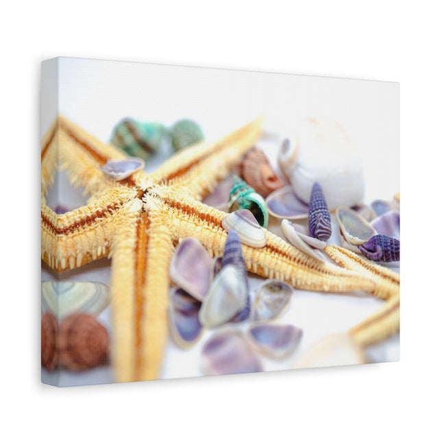 Impression sur toile décorative côtière - Étoiles de mer et coquillages - Décoration murale de plage