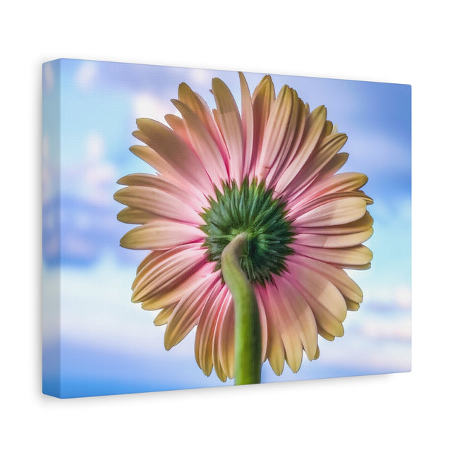Décoration murale florale sur toile – Gerbera rose pour la maison et le bureau 