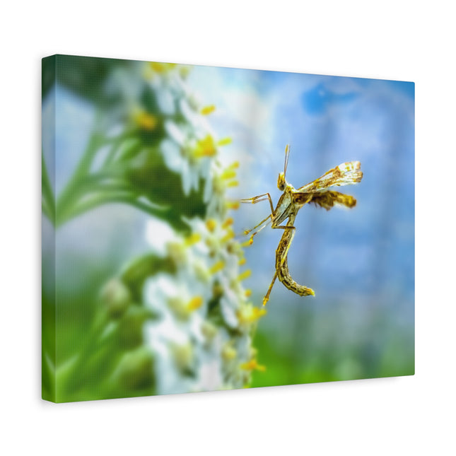 Toile d'art sur les insectes : une décoration murale unique pour la maison 