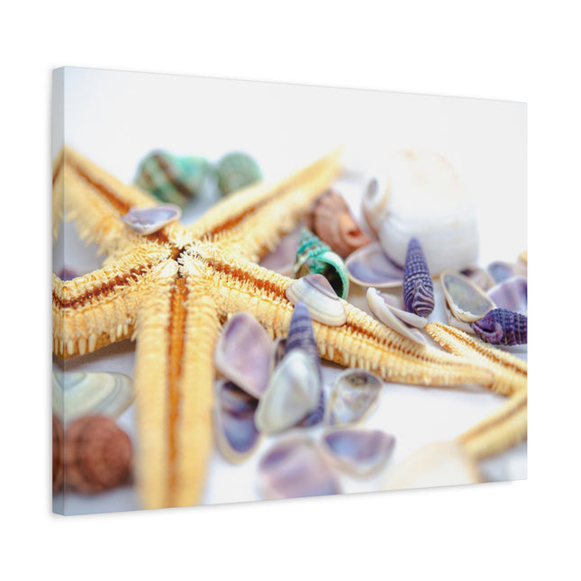 Impression sur toile décorative côtière - Étoiles de mer et coquillages - Décoration murale de plage