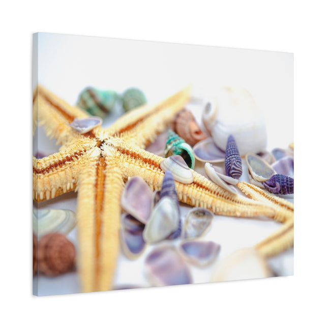 Impression sur toile décorative côtière - Étoiles de mer et coquillages - Décoration murale de plage