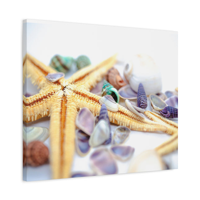 Impression sur toile décorative côtière - Étoiles de mer et coquillages - Décoration murale de plage