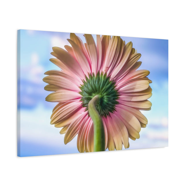 Décoration murale florale sur toile – Gerbera rose pour la maison et le bureau 