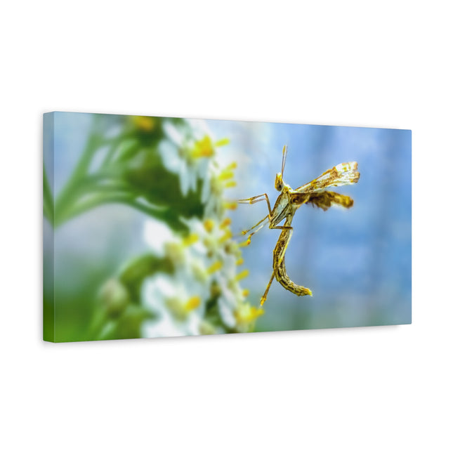 Toile d'art sur les insectes : une décoration murale unique pour la maison 