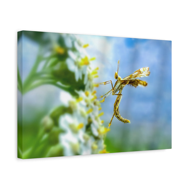 Toile d'art sur les insectes : une décoration murale unique pour la maison 