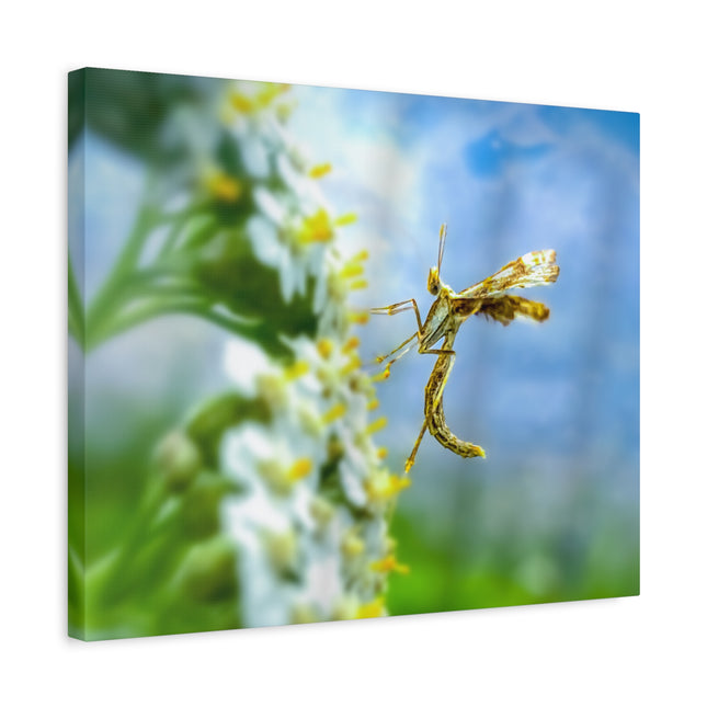 Toile d'art sur les insectes : une décoration murale unique pour la maison 