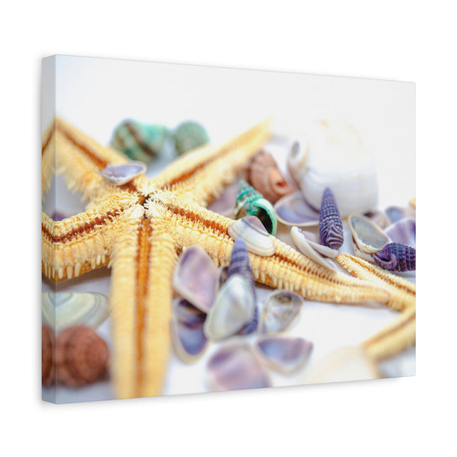 Impression sur toile décorative côtière - Étoiles de mer et coquillages - Décoration murale de plage