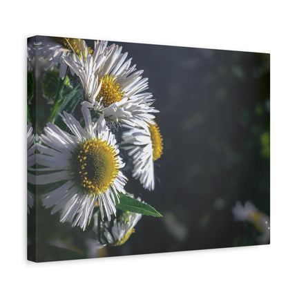 Décoration murale florale - Toile mate tendue avec motif marguerites