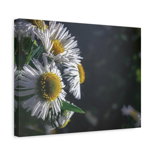 Décoration murale florale - Toile mate tendue avec motif marguerites