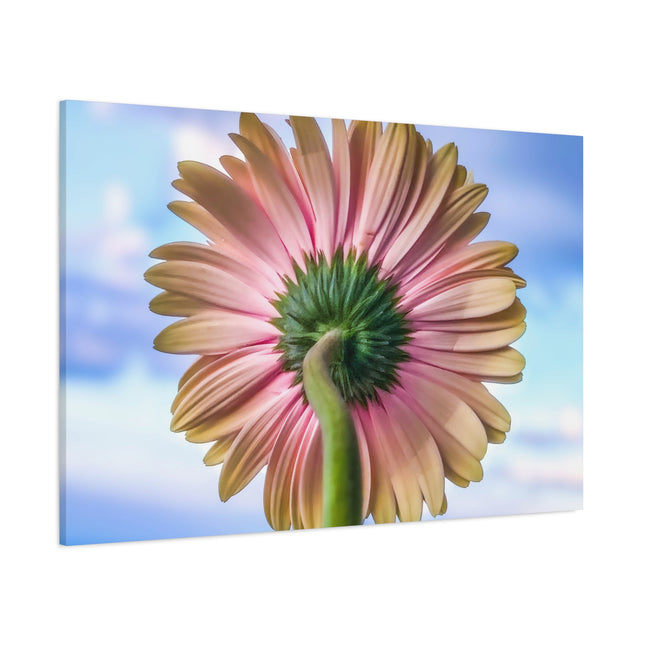Décoration murale florale sur toile – Gerbera rose pour la maison et le bureau 