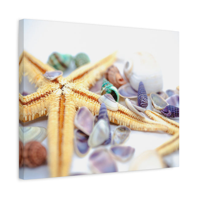 Impression sur toile décorative côtière - Étoiles de mer et coquillages - Décoration murale de plage